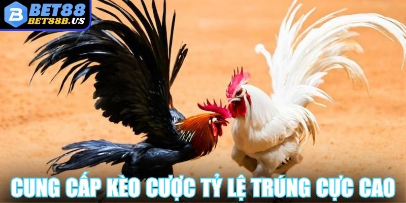 Đá gà Bet88 cung cấp kèo cược hấp dẫn tỷ lệ trúng cực cao