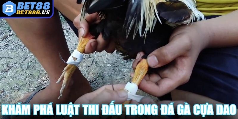 Đá Gà Cựa Dao Bet88 - Khi Mỗi Đòn Đều Là Cú Chí Mạng Khám phá luật thi đấu cơ bản trong đá gà cựa dao