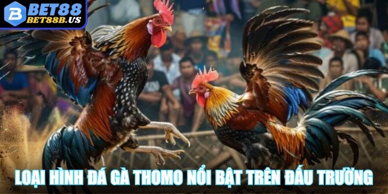 Tìm hiểu những loại hình đá gà Thomo nổi bật trên đấu trường